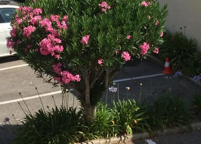 公寓 Eden - 300m De La Mer , Parking Privatif Inclus